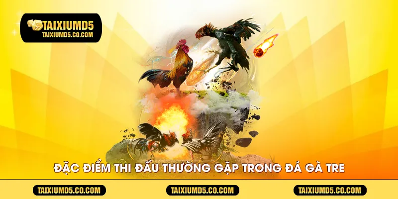 Đặc điểm thi đấu thường gặp trong đá gà tre
