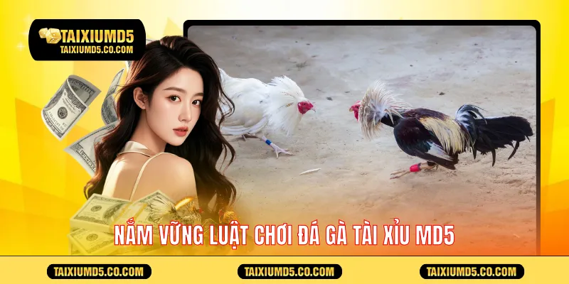 Nắm vững luật chơi đá gà Tài Xỉu MD5